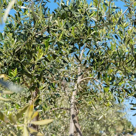 Con Patio, Giardino Recintato, Doccia Idromassaggio - Budoni Holiday home Tanaunella